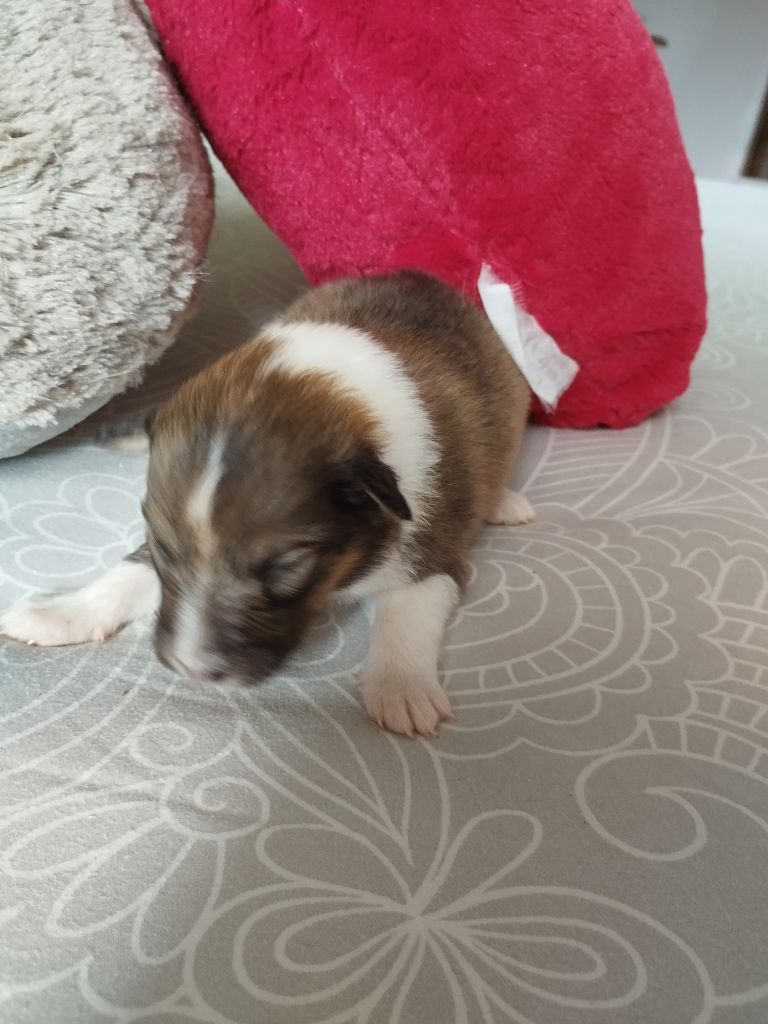 Du Bois D'haramont - Chiots disponibles - Shetland Sheepdog