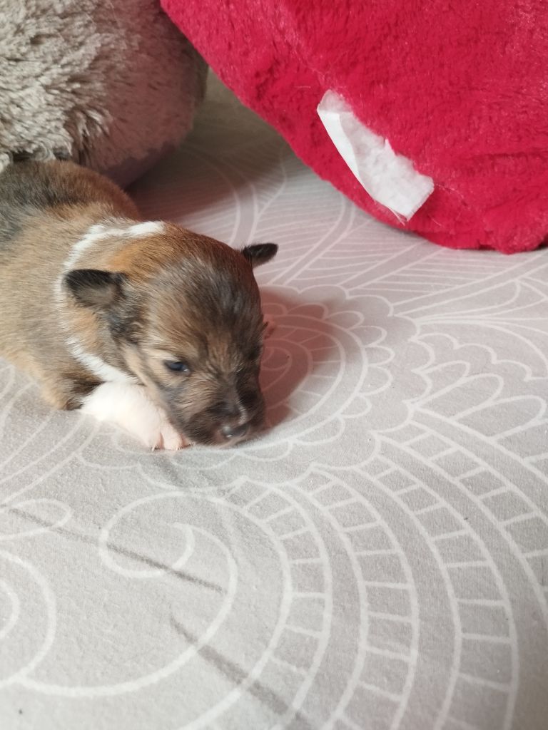 Du Bois D'haramont - Chiots disponibles - Shetland Sheepdog